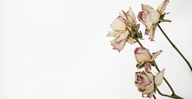 Voici quelques trucs et astuces pour faire de belles fleurs séchées.